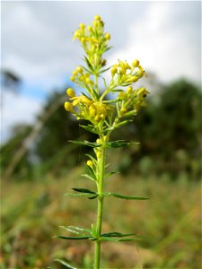 Echtes Labkraut (Galium verum) auf dem Feldherrenhügel, Teilgebiet vom Naturschutzgebiet „Oftersheimer Dünen“ photo