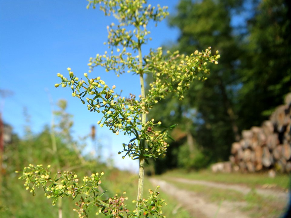 Echtes Labkraut (Galium verum) an einem Randstreifen der Rheinbahn in der Schwetzinger Hardt