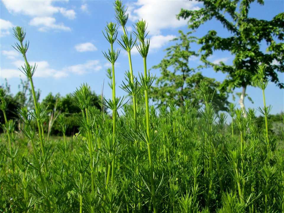 Echtes Labkraut (Galium verum) auf einer Streuobstwiese in Hockenheim
