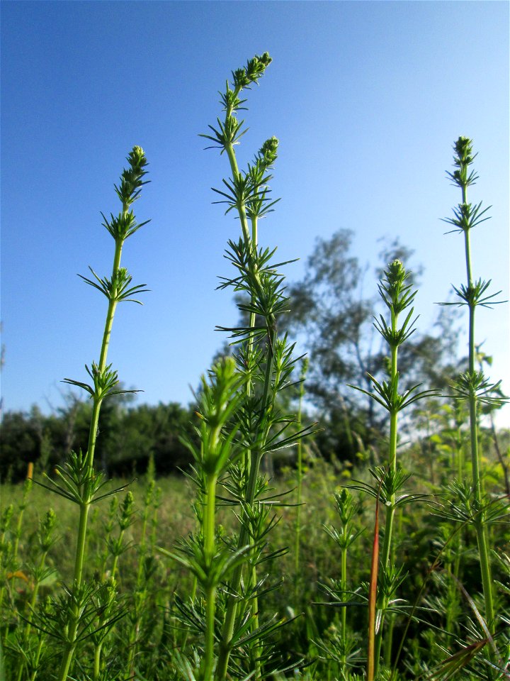 Echtes Labkraut (Galium verum) auf einer Streuobstwiese in Hockenheim
