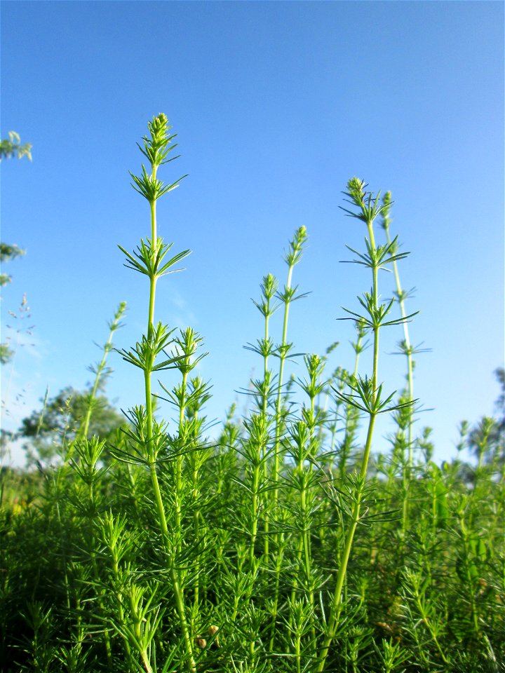 Echtes Labkraut (Galium verum) auf einer Streuobstwiese in Hockenheim