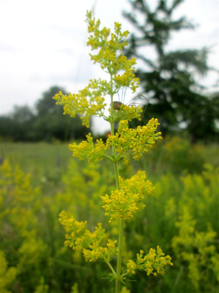 Echtes Labkraut (Galium verum) auf einer Streuobstwiese in Hockenheim