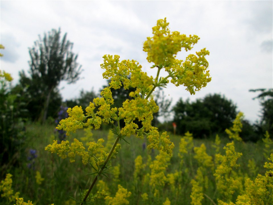 Echtes Labkraut (Galium verum) auf einer Streuobstwiese in Hockenheim