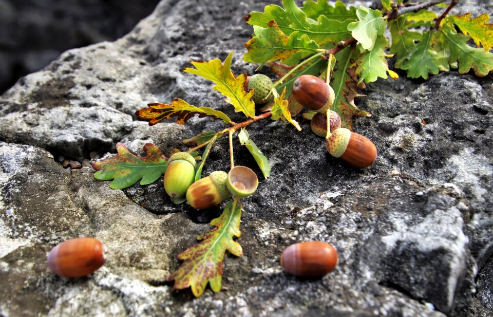 Stone gray foliage