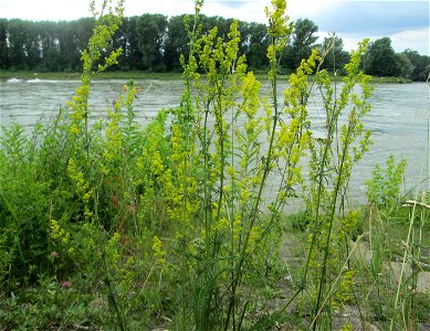 Echtes Labkraut (Galium verum) am Rheinufer im Naturschutzgebiet „Ketscher Rheininsel“