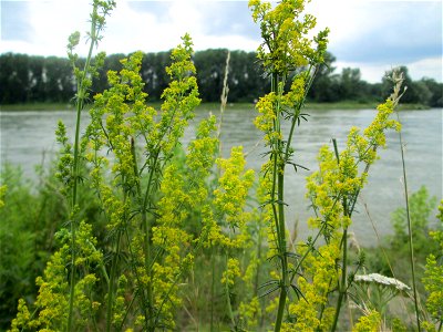 Echtes Labkraut (Galium verum) am Rheinufer im Naturschutzgebiet „Ketscher Rheininsel“