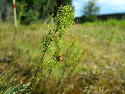 Echtes Labkraut (Galium verum) an der Böschung der A6 in der Schwetzinger Hardt - an diesem Abschnitt bietet der Autobahnrand eine binnendünenartige Situation