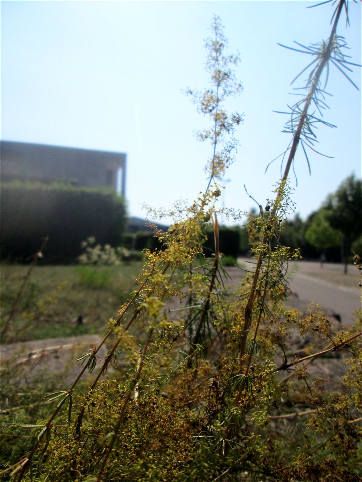 Echtes Labkraut (Galium verum) im Bürgerpark Saarbrücken