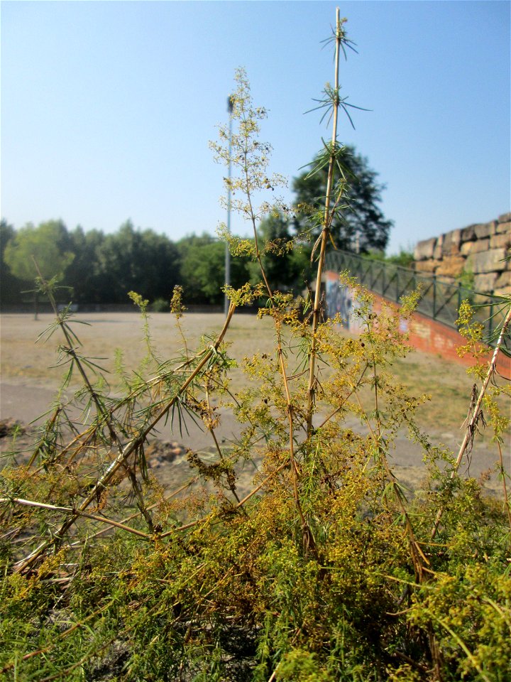 Echtes Labkraut (Galium verum) im Bürgerpark Saarbrücken