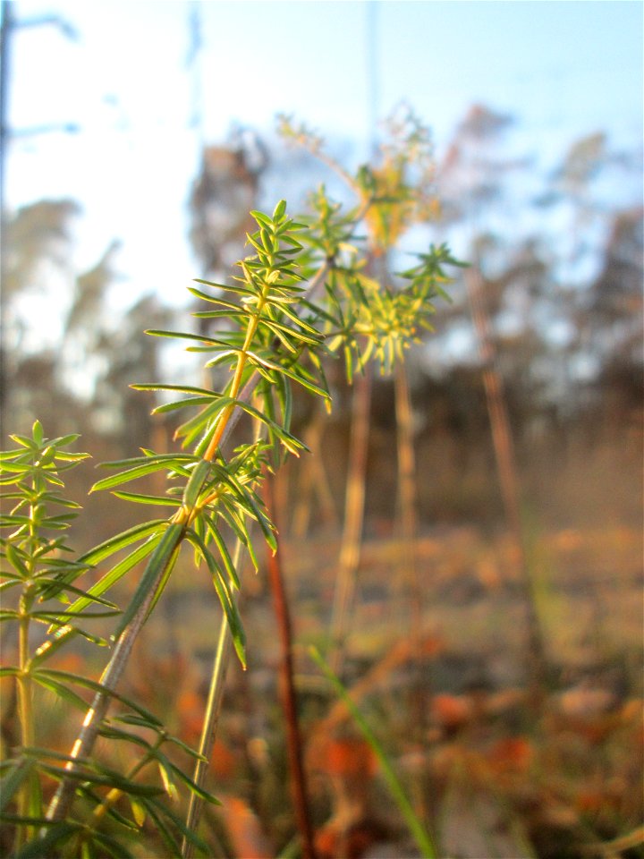 Echtes Labkraut (Galium verum) in der Schwetzinger Hardt - an der Bahnstrecke Mannheim-Karlsruhe findet sich ein kleines Sandmagerrasen-Biotop mit typischer Binnendünen-Vegetation