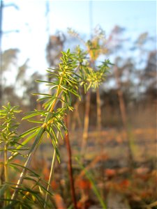 Echtes Labkraut (Galium verum) in der Schwetzinger Hardt - an der Bahnstrecke Mannheim-Karlsruhe findet sich ein kleines Sandmagerrasen-Biotop mit typischer Binnendünen-Vegetation
