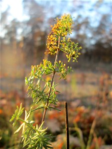 Echtes Labkraut (Galium verum) in der Schwetzinger Hardt - an der Bahnstrecke Mannheim-Karlsruhe findet sich ein kleines Sandmagerrasen-Biotop mit typischer Binnendünen-Vegetation