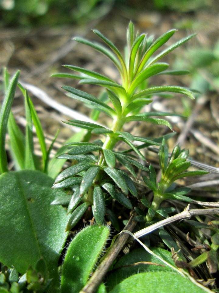 Echtes Labkraut (Galium verum) am Golfplatz im Naturschutzgebiet „Oftersheimer Dünen“