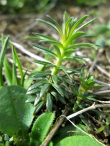 Echtes Labkraut (Galium verum) am Golfplatz im Naturschutzgebiet „Oftersheimer Dünen“