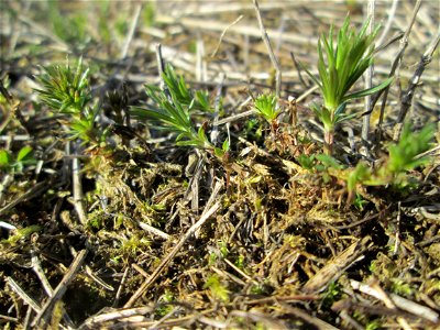 Junges Pflänzchen vom Echten Labkraut (Galium verum) in den Horststückern im Landschaftsschutzgebiet „Hockenheimer Rheinbogen“