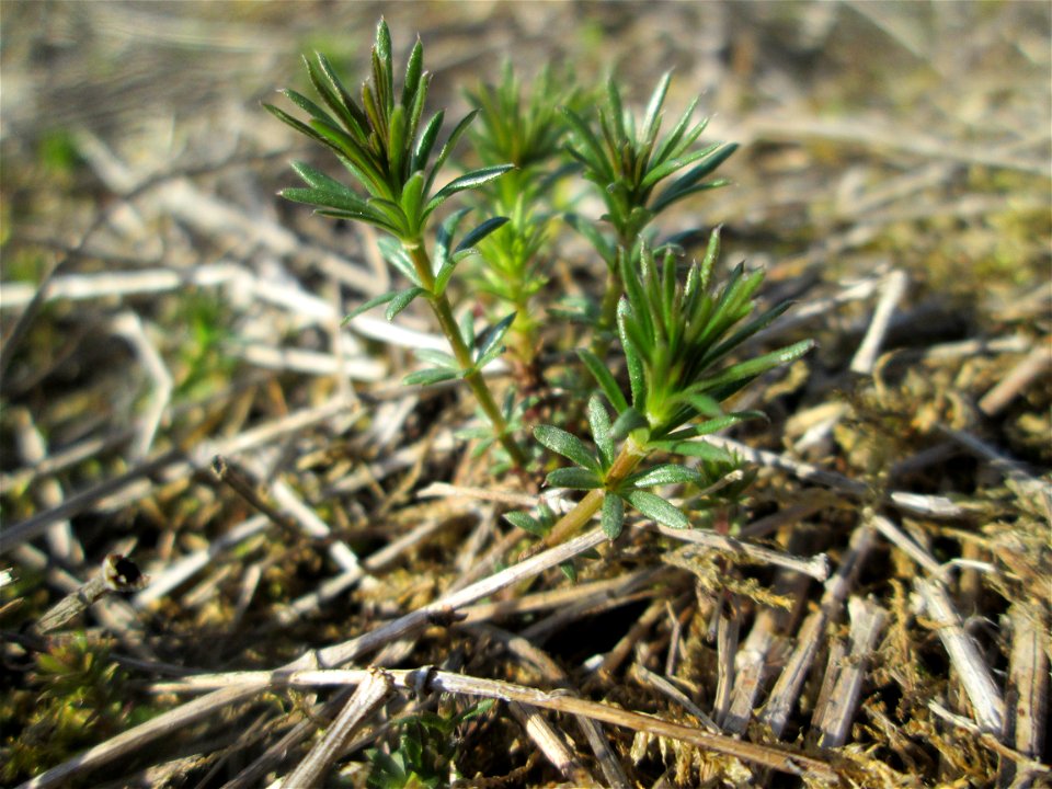 Junges Pflänzchen vom Echten Labkraut (Galium verum) in den Horststückern im Landschaftsschutzgebiet „Hockenheimer Rheinbogen“