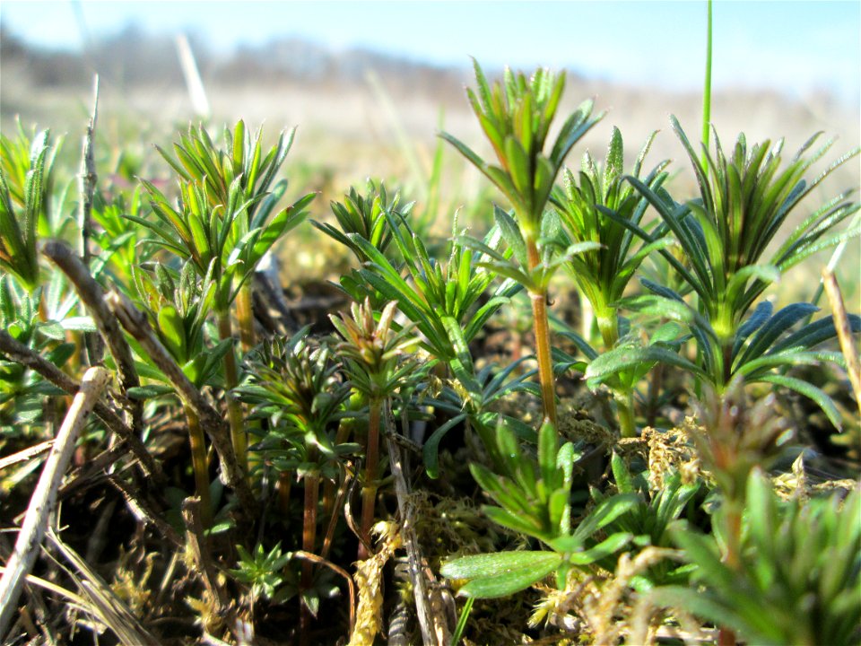 Junges Pflänzchen vom Echten Labkraut (Galium verum) in den Horststückern im Landschaftsschutzgebiet „Hockenheimer Rheinbogen“