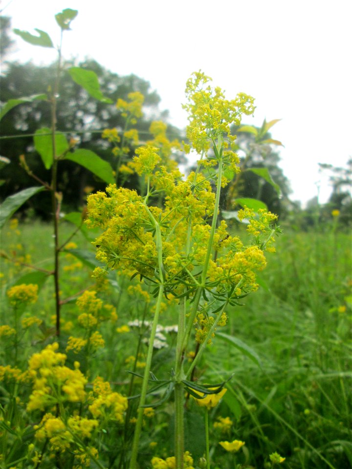 Echtes Labkraut (Galium verum) im Naturschutzgebiet „Ketscher Rheininsel“
