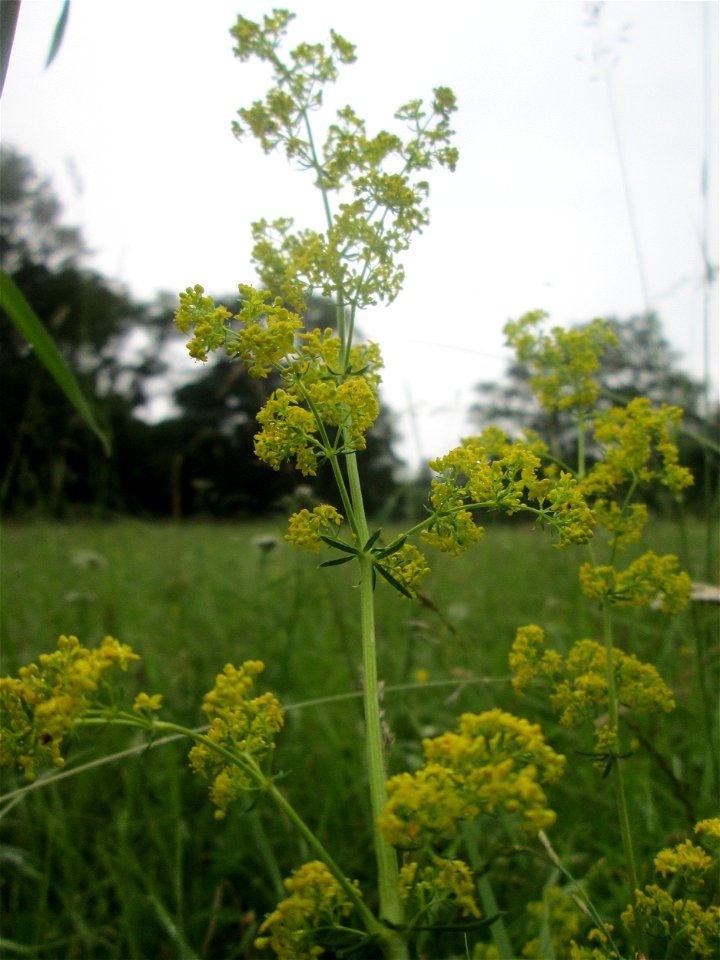 Echtes Labkraut (Galium verum) im Naturschutzgebiet „Ketscher Rheininsel“