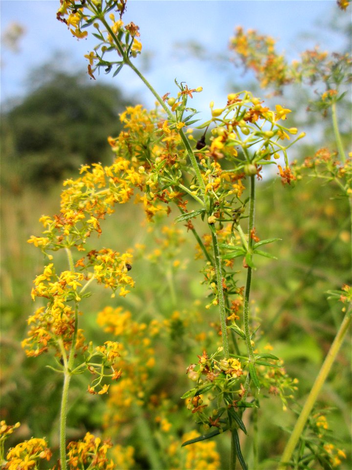 Echtes Labkraut (Galium verum) im Naturschutzgebiet „St. Arnualer Wiesen“