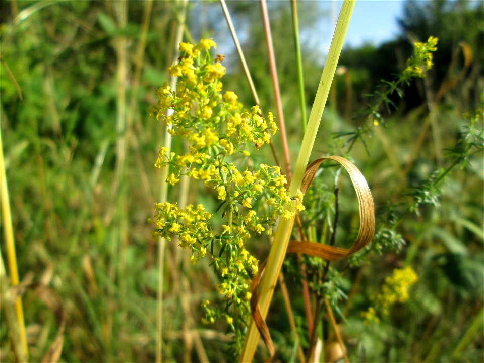 Echtes Labkraut (Galium verum) in Brebach
