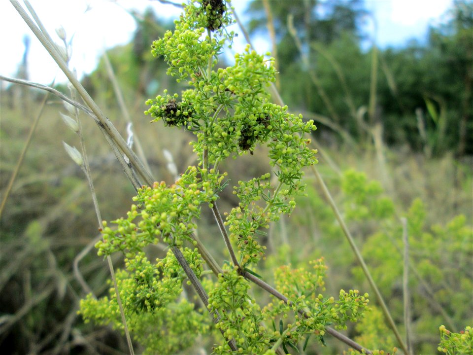 Echtes Labkraut (Galium verum) an der Falkenlay bei Kennfus