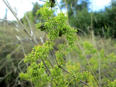 Echtes Labkraut (Galium verum) an der Falkenlay bei Kennfus