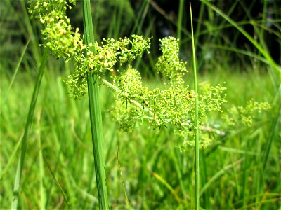 Echtes Labkraut (Galium verum) im Naturschutzgebiet Wusterhang und Beierwies bei Fechingen