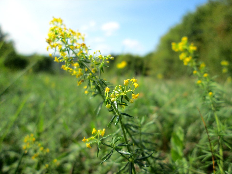 Echtes Labkraut (Galium verum) auf einer Streuobstwiese oberhalb von Fechingen
