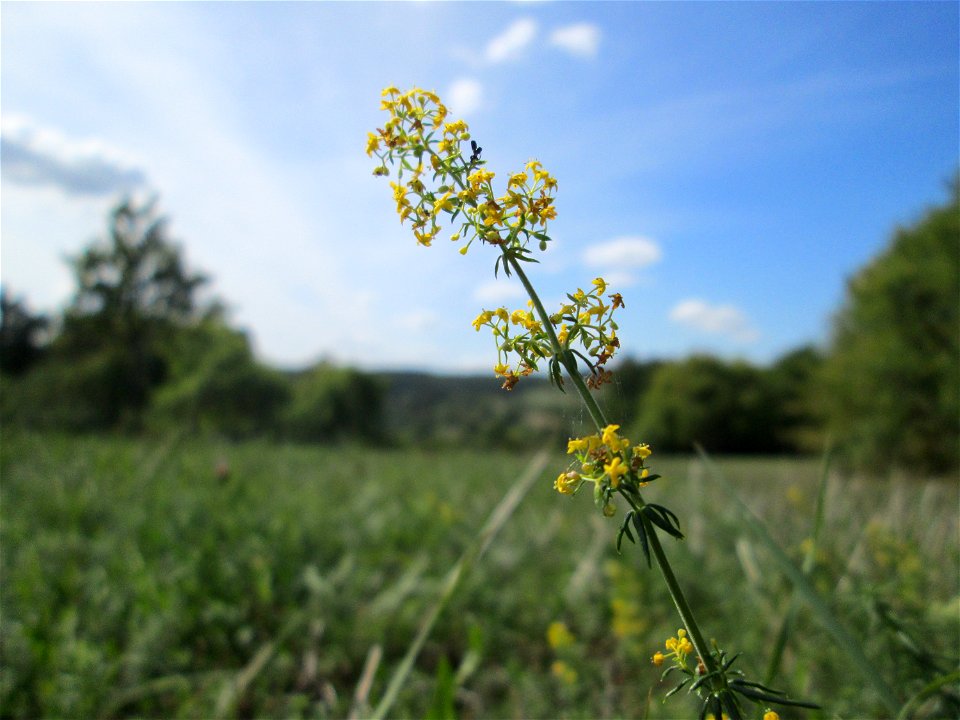 Echtes Labkraut (Galium verum) auf einer Streuobstwiese oberhalb von Fechingen