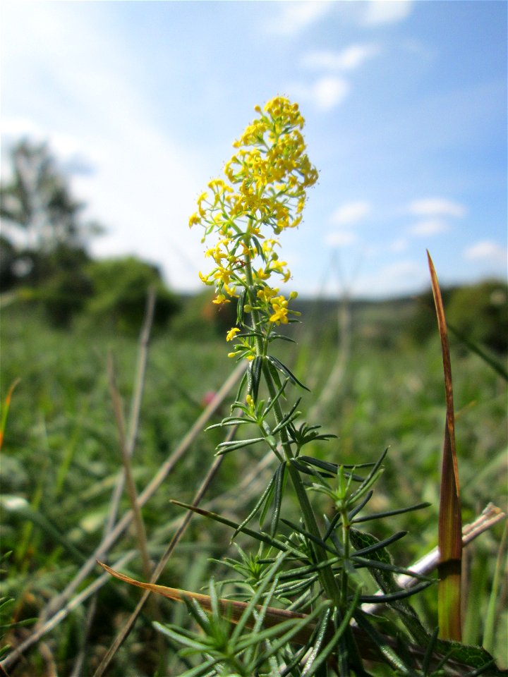 Echtes Labkraut (Galium verum) auf einer Streuobstwiese oberhalb von Fechingen