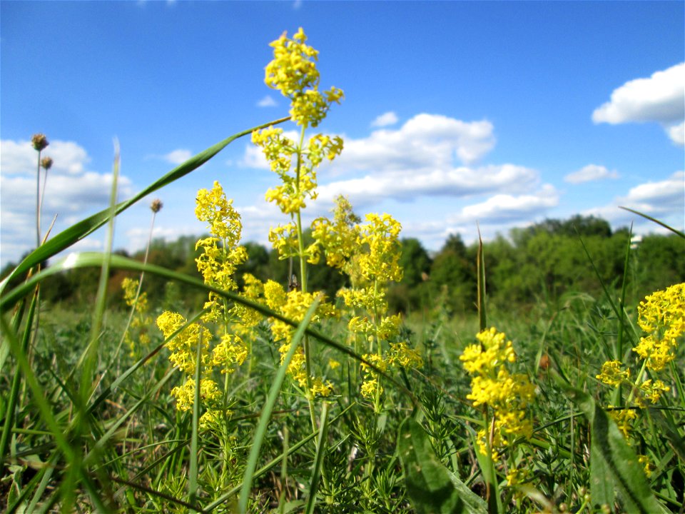 Echtes Labkraut (Galium verum) im Naturschutzgebiet Birzberg