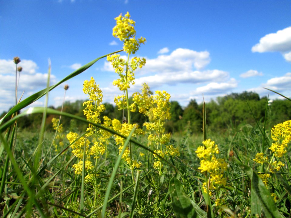 Echtes Labkraut (Galium verum) im Naturschutzgebiet Birzberg photo