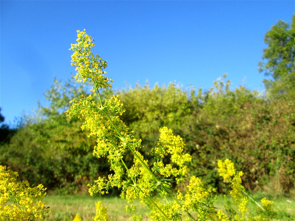 Echtes Labkraut (Galium verum) in Saarbrücken