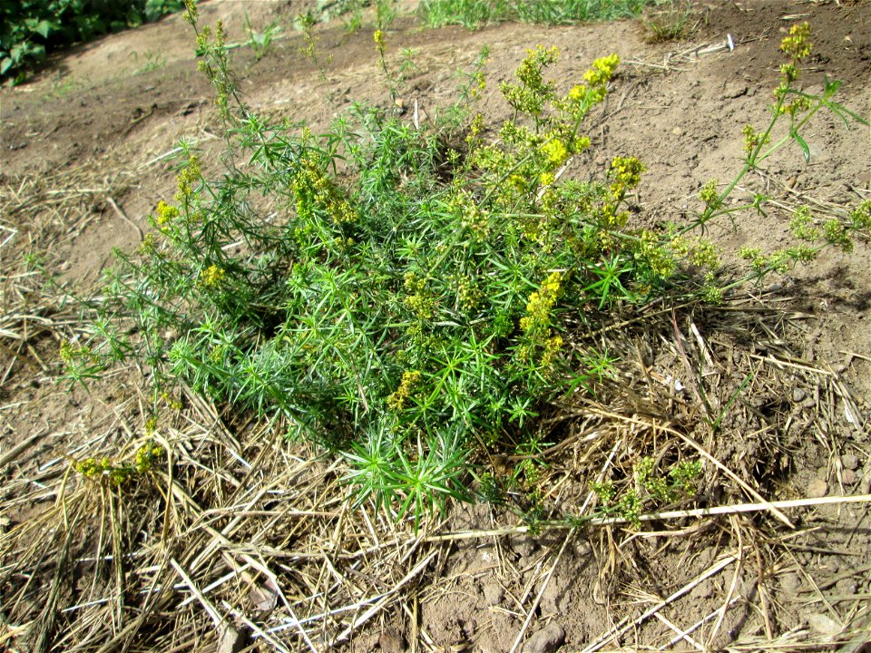 Echtes Labkraut (Galium verum) in Saarbrücken