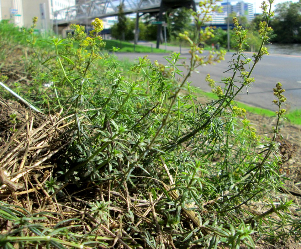 Echtes Labkraut (Galium verum) in Saarbrücken