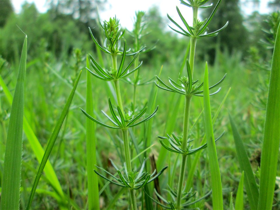 Echtes Labkraut (Galium verum) im Naturschutzgebiet „Wusterhang“ oberhalb von Fechingen photo