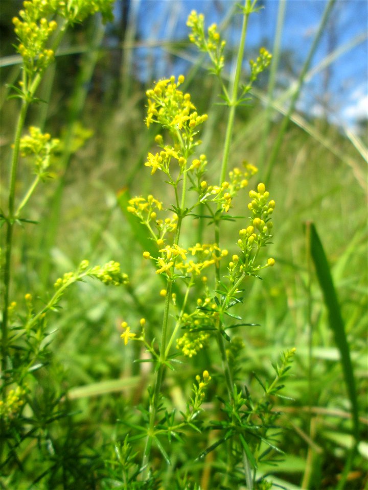 Echtes Labkraut (Galium verum) im Naturschutzgebiet „St. Arnualer Wiesen“ photo