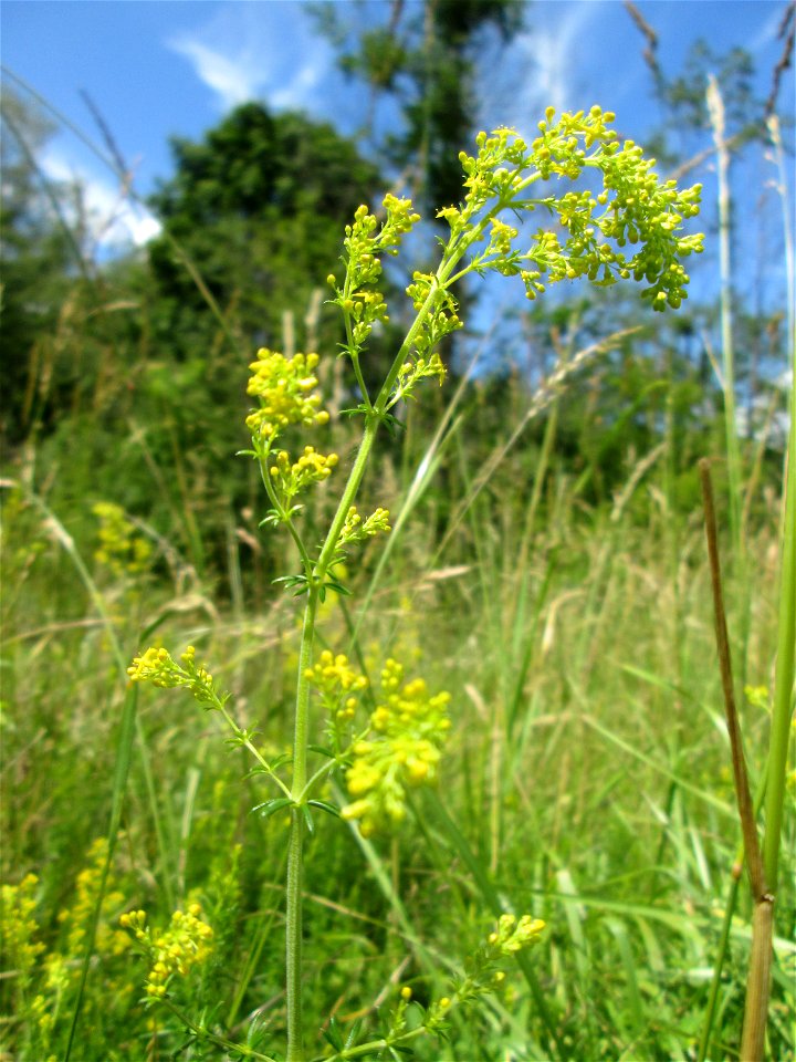 Echtes Labkraut (Galium verum) im Naturschutzgebiet „St. Arnualer Wiesen“
