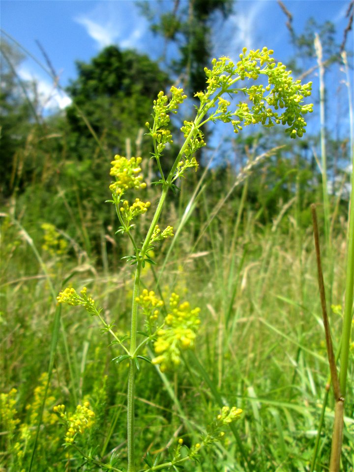 Echtes Labkraut (Galium verum) im Naturschutzgebiet „St. Arnualer Wiesen“ photo