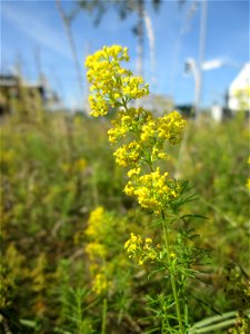 Echtes Labkraut (Galium verum) neben der Saarbahnhaltestelle „Römerkastell“ in Saarbrücken photo