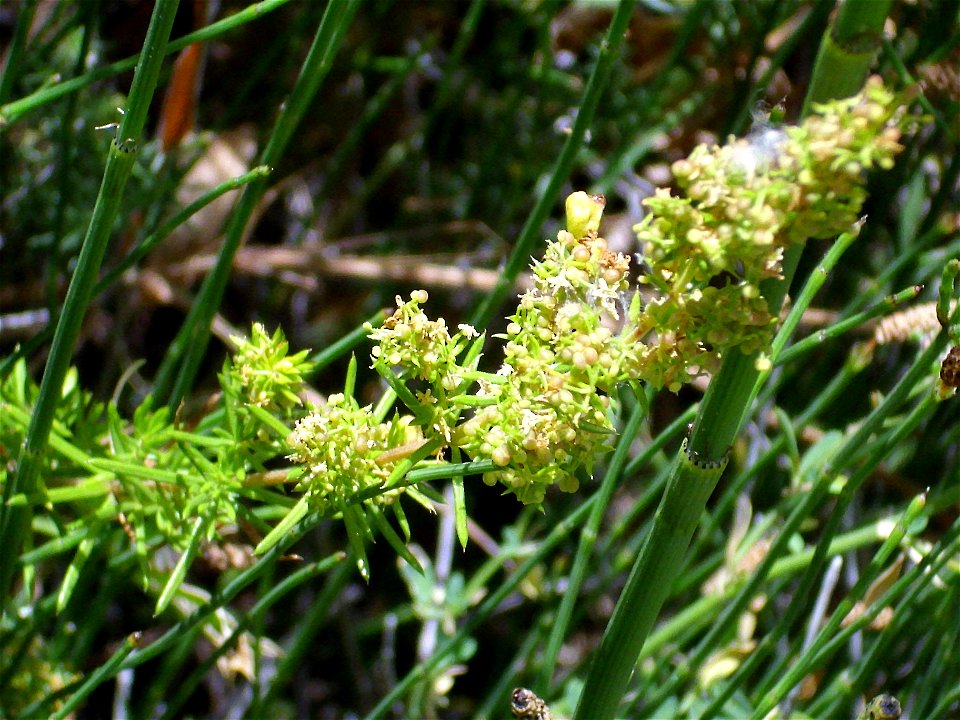 Galium verum subsp. verum in Sierra de Alfacar y Víznar, Granada, Spain.
