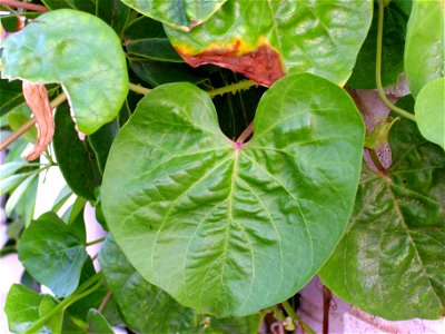 Mandevilla laxa leaves close up, Torrelamata, Torrevieja, Alicante, Spain photo