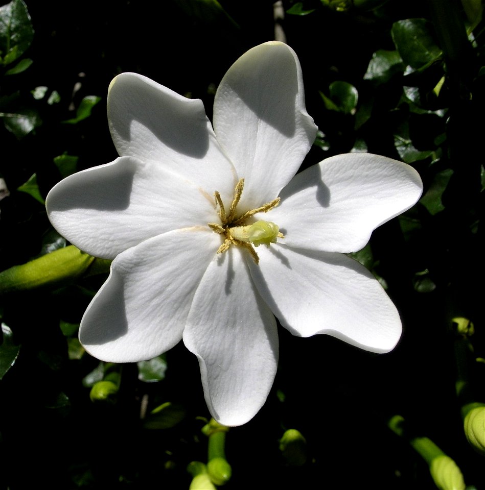 Wild Gardenia, Forest Gardenia, White Gardenia (Gardenia thunbergia)