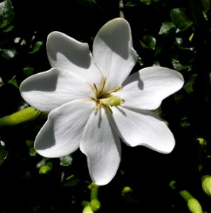 Wild Gardenia, Forest Gardenia, White Gardenia (Gardenia thunbergia)