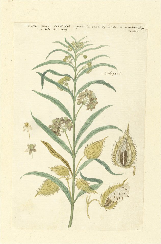 IdentificatieTitel(s): Gomphocarpus fruticosus, voorheen bekend als Asclepias fruticosaObjecttype: tekening albumblad Objectnummer: RP-T-1914-18-16Opschriften / Merken: annotatie, boven en rechtsboven