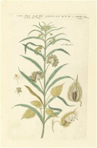 IdentificatieTitel(s): Gomphocarpus fruticosus, voorheen bekend als Asclepias fruticosaObjecttype: tekening albumblad Objectnummer: RP-T-1914-18-16Opschriften / Merken: annotatie, boven en rechtsboven