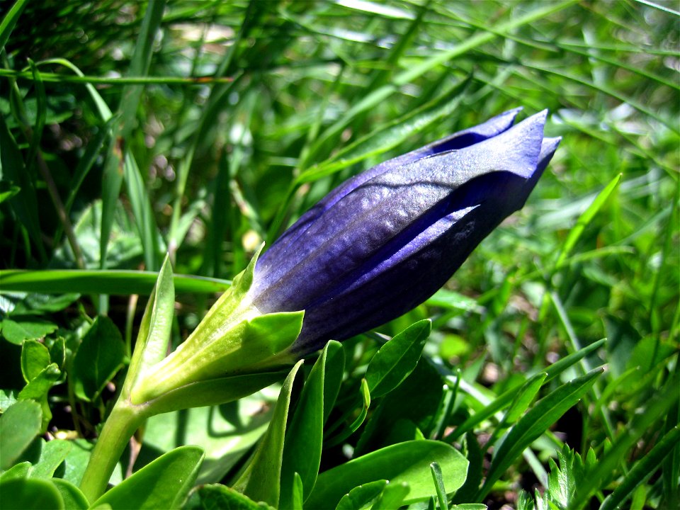 Enzian (Gentiana acaulis)