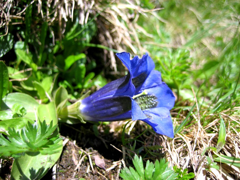 Gentiana