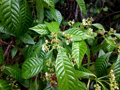Psychotria nervosa, growing at edge of a tropical hardwood hammock at Dagny Johnson area on Key Largo, Monroe County, Florida.